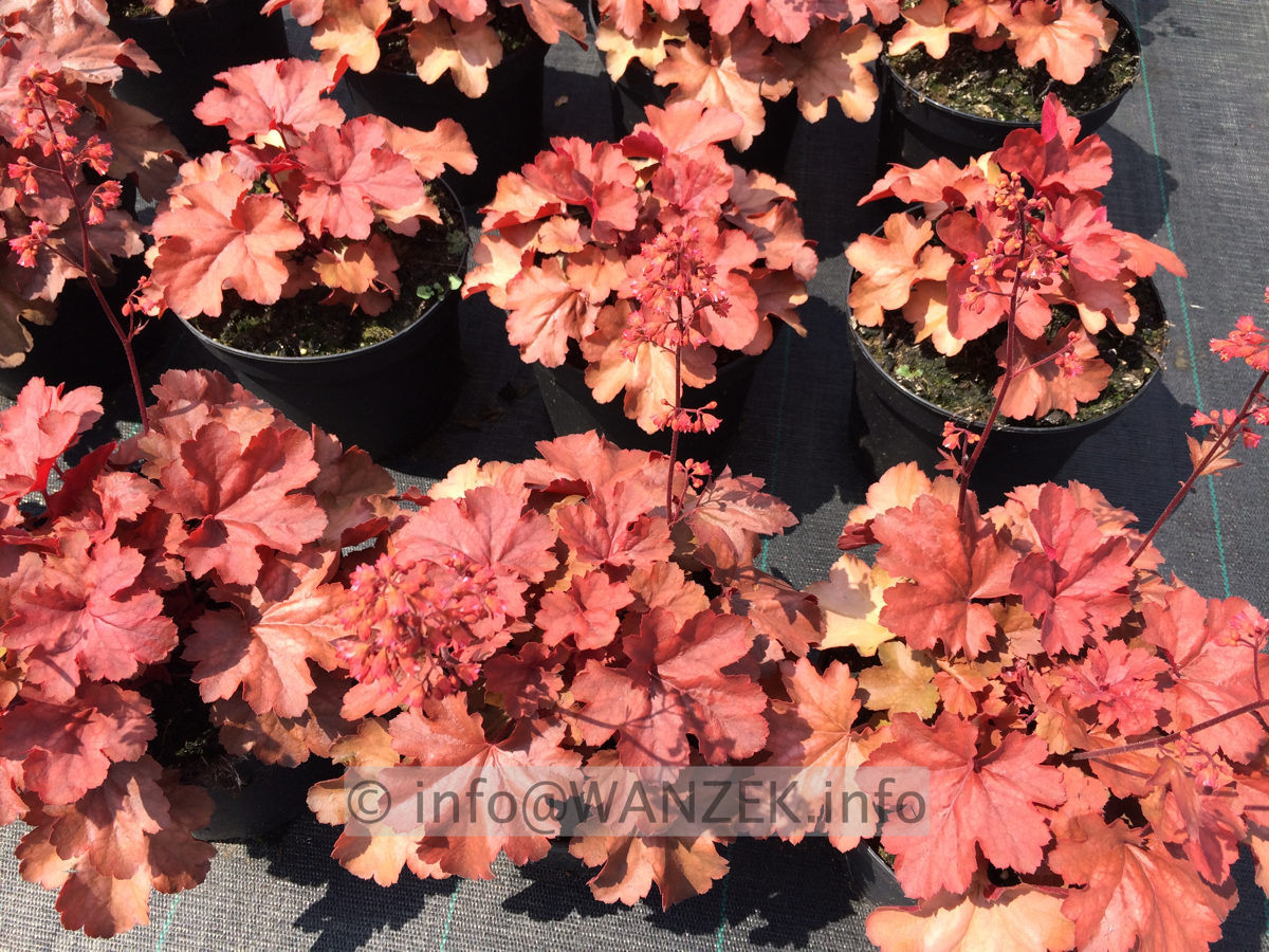 Heuchera Hybride Cherry Cola 01.JPG